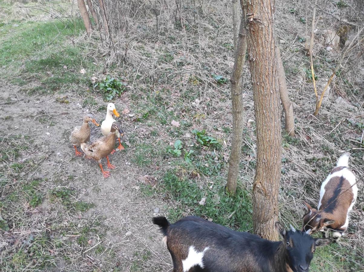 L'Oree Des Bois Courpiere Zewnętrze zdjęcie
